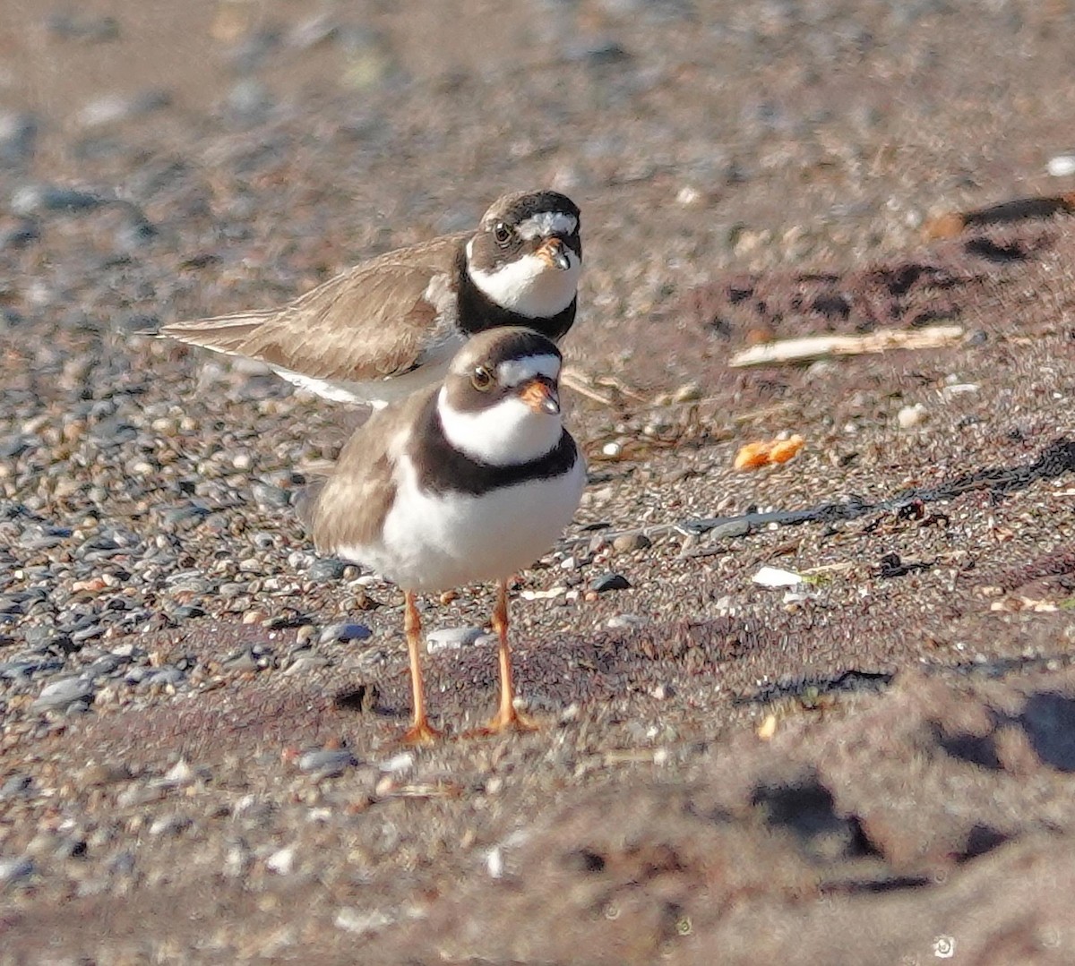 Semipalmated Plover - ML619504267