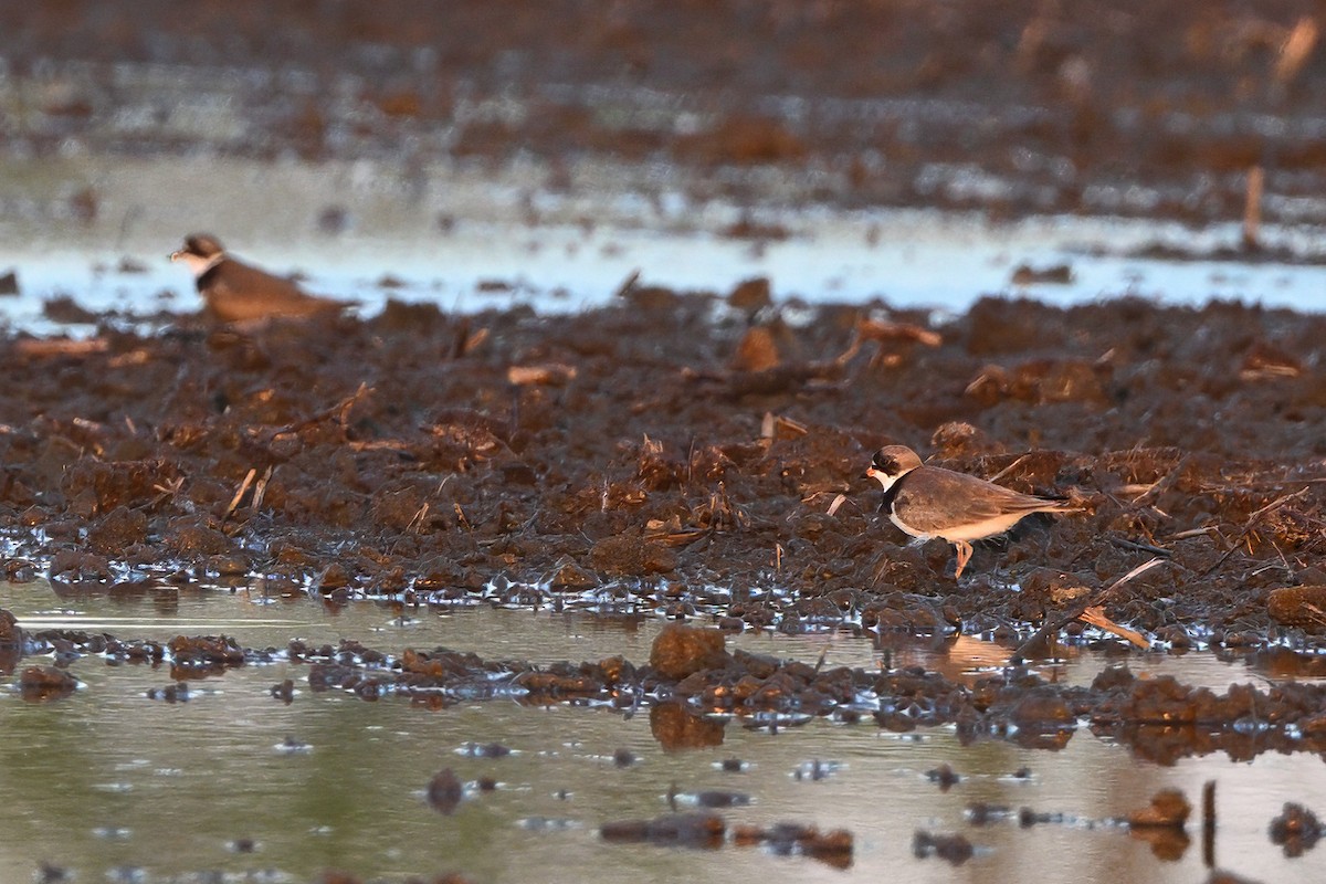 Semipalmated Plover - ML619504290