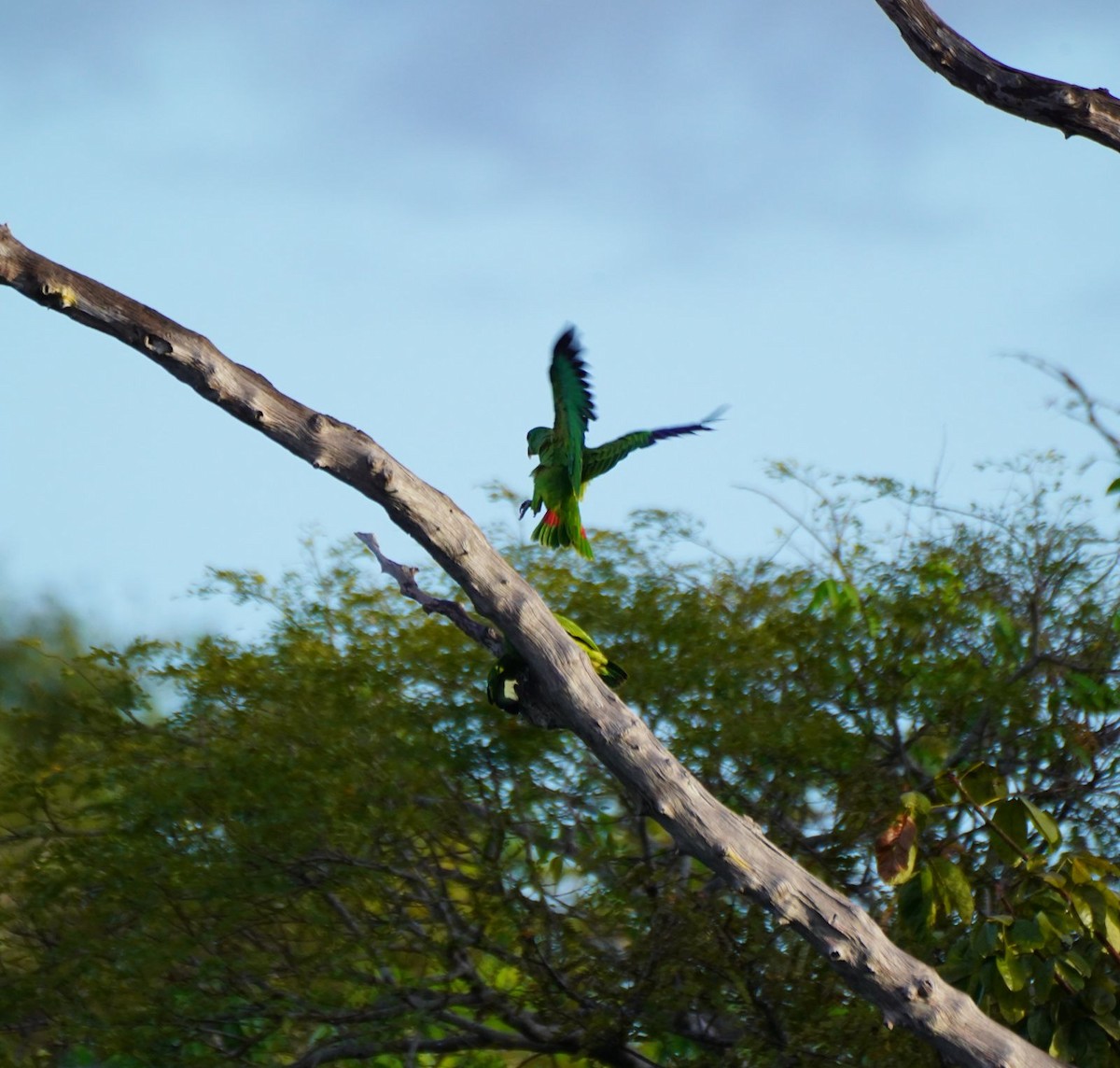 Yellow-crowned Parrot - ML619504333