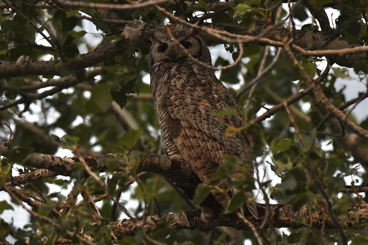 Great Horned Owl - ML619504346