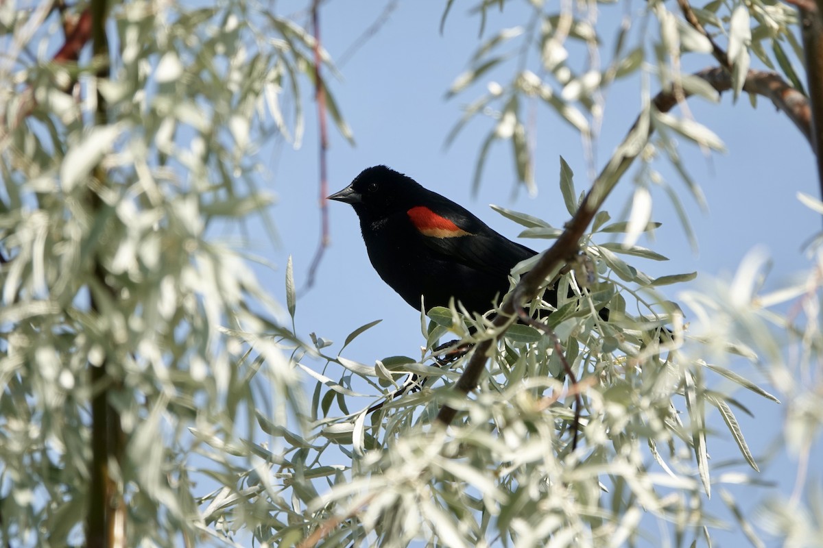 Red-winged Blackbird - ML619504375