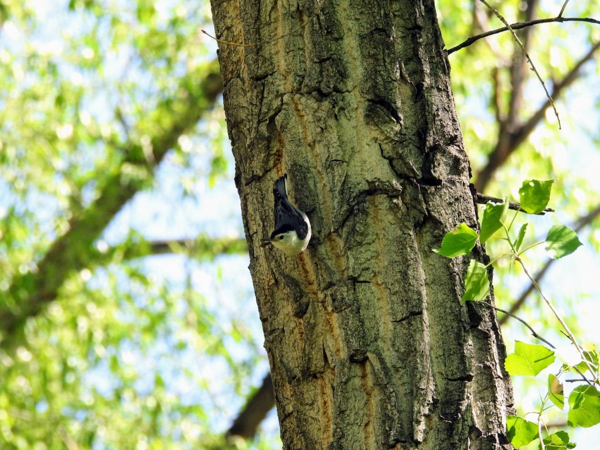 White-breasted Nuthatch - ML619504396