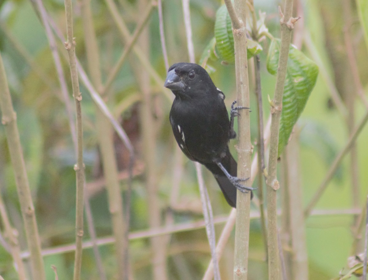 Variable Seedeater - ML619504400