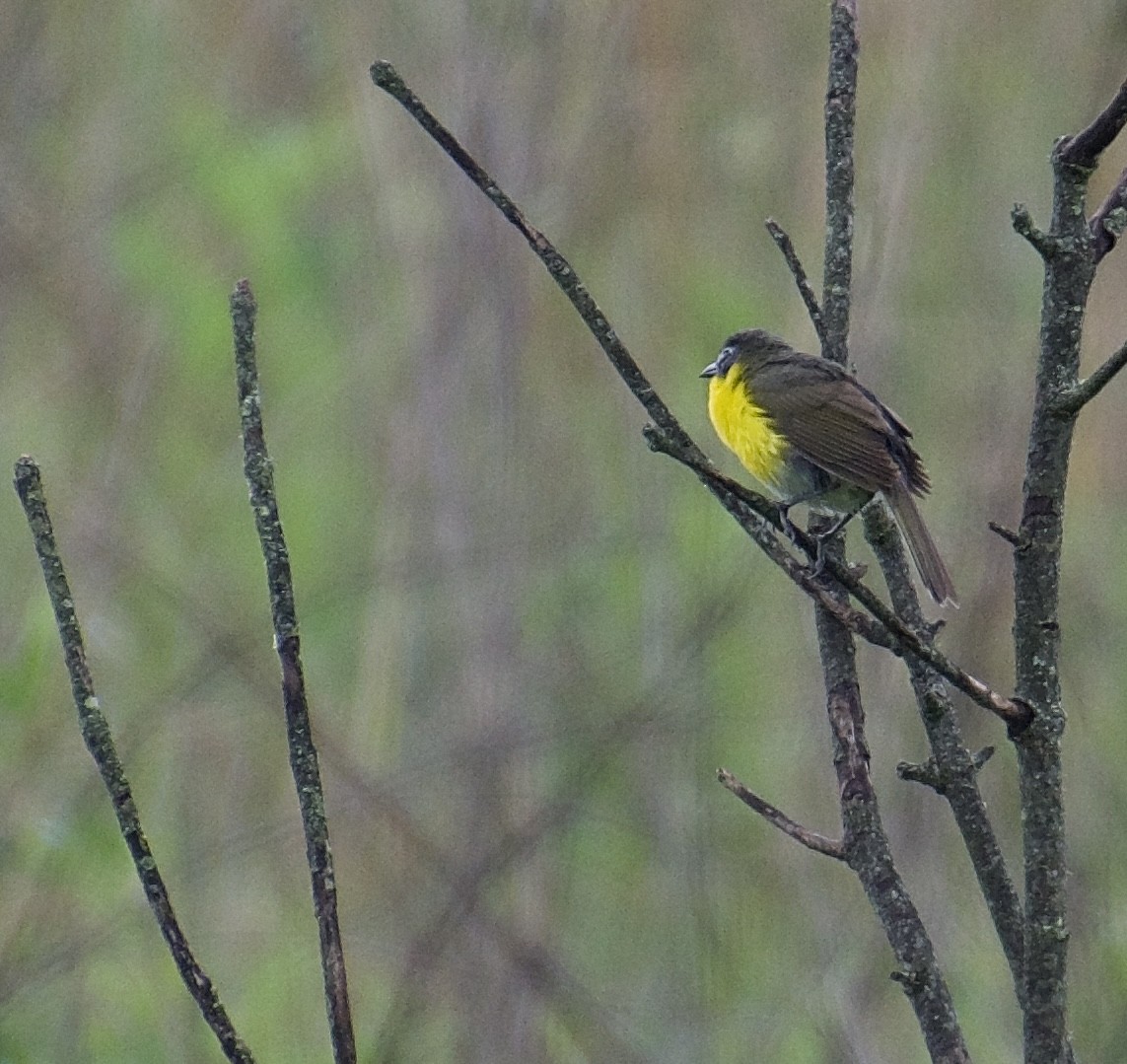 Yellow-breasted Chat - ML619504412