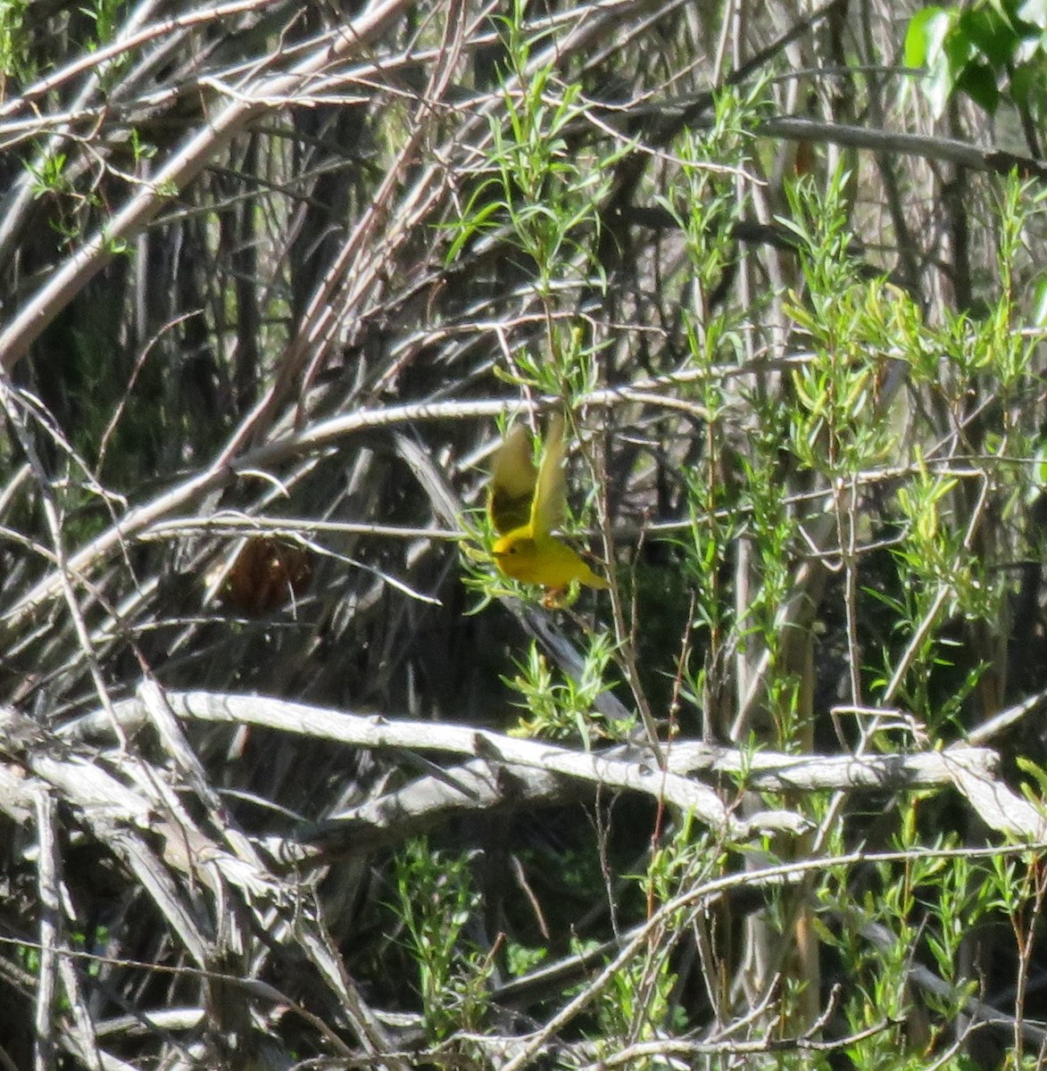 Yellow Warbler - ML619504415