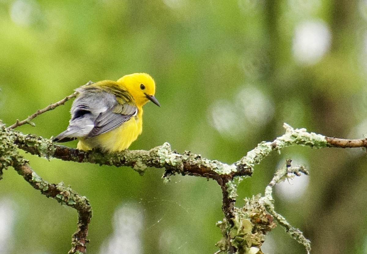 Prothonotary Warbler - ML619504420