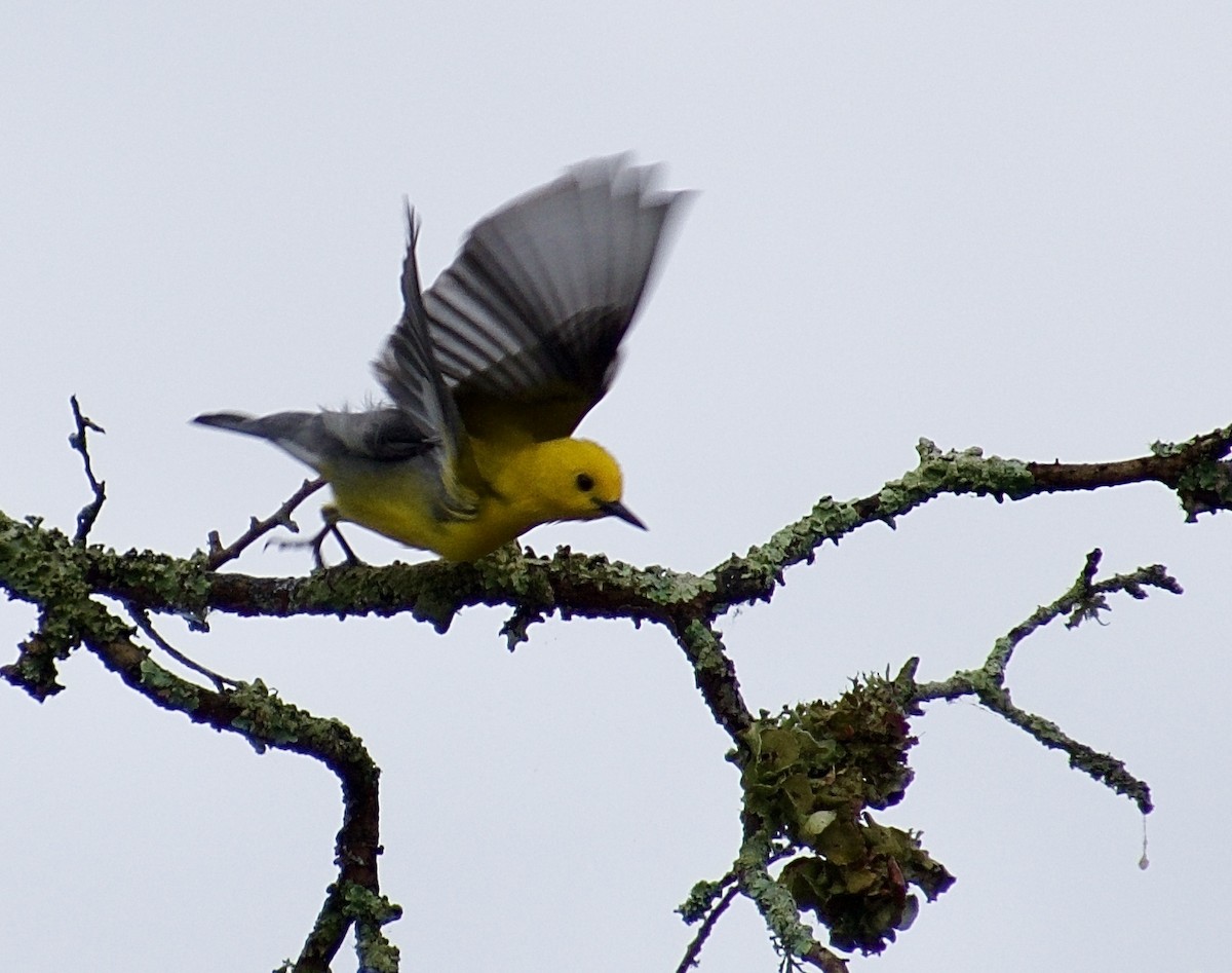 Prothonotary Warbler - ML619504421