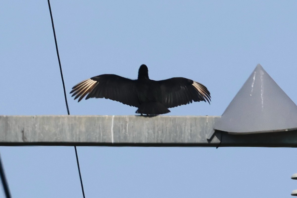 Black Vulture - ML619504460