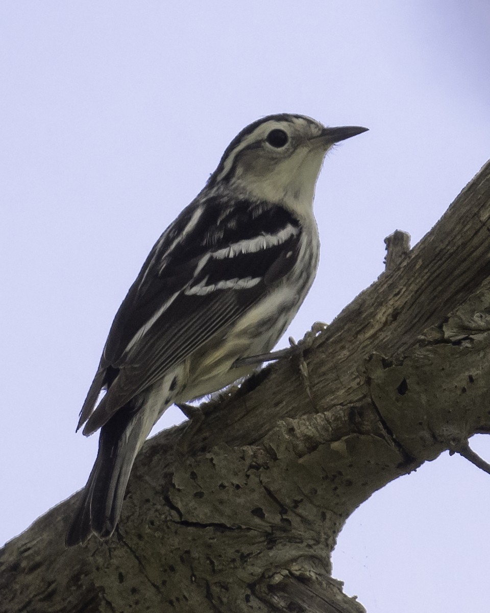 Black-and-white Warbler - ML619504461