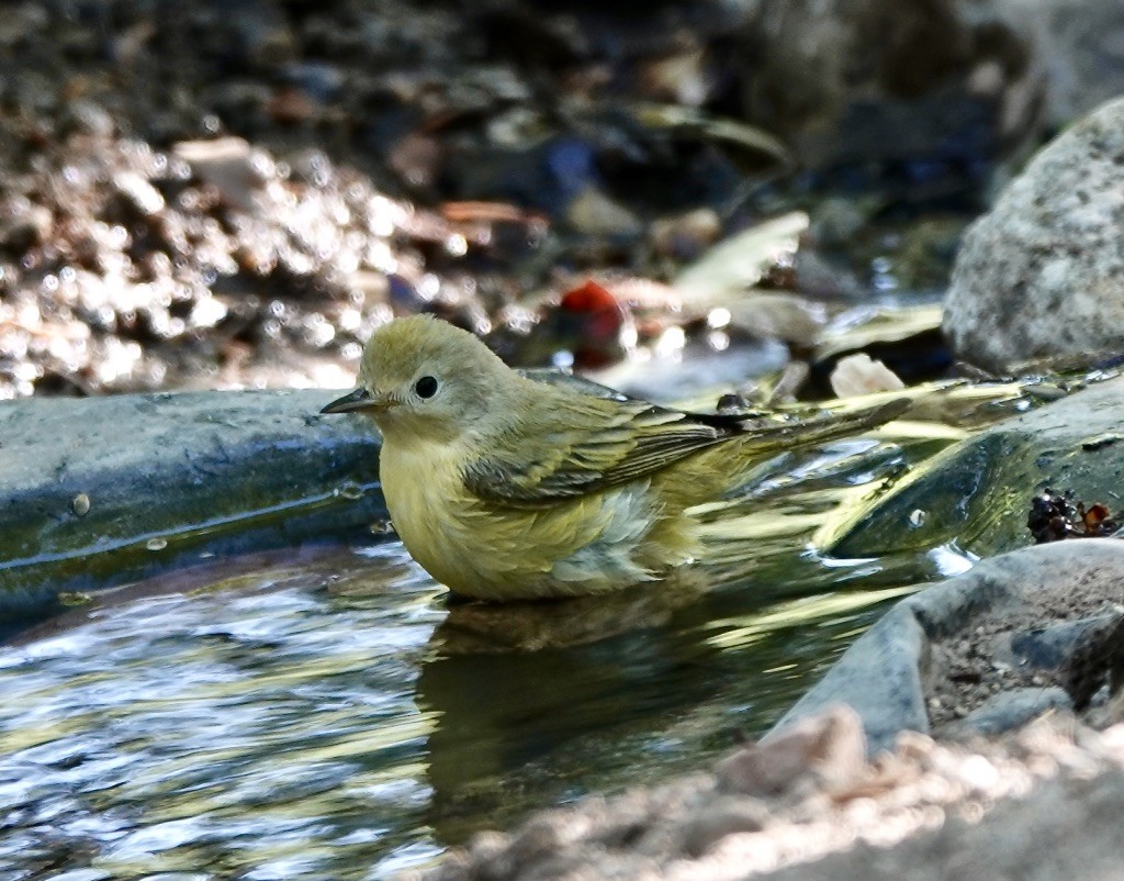 Yellow Warbler (Northern) - ML619504462