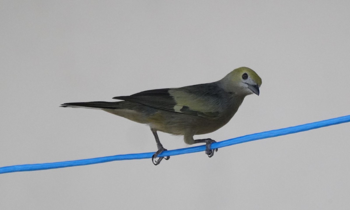 Palm Tanager - ML619504526
