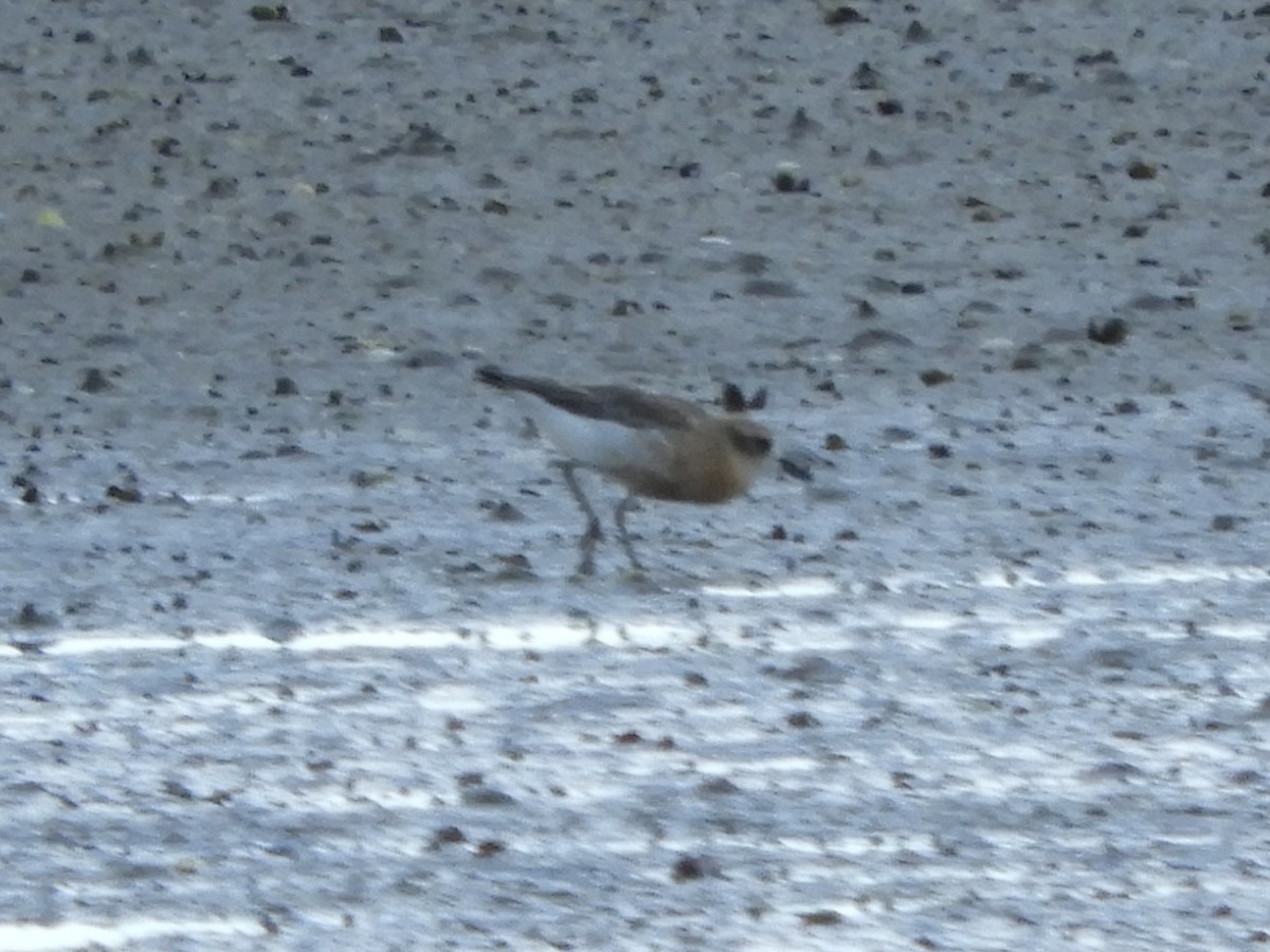 Red-breasted Dotterel - ML619504543