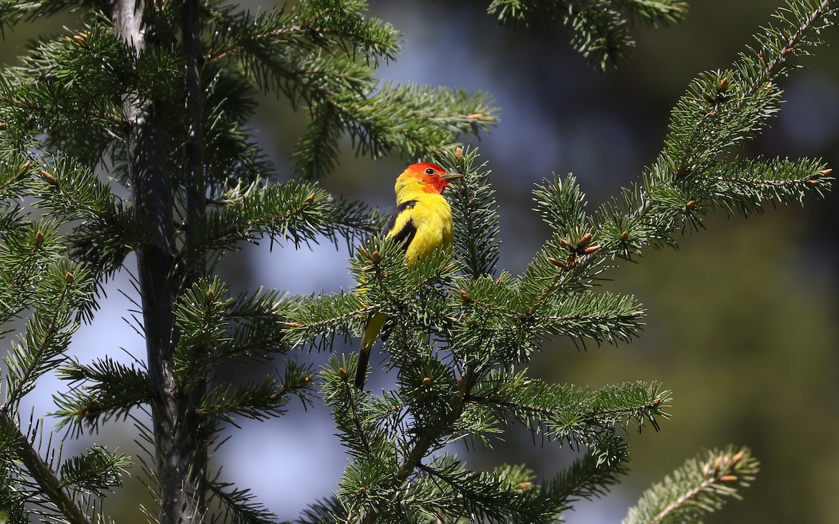 Western Tanager - ML619504595