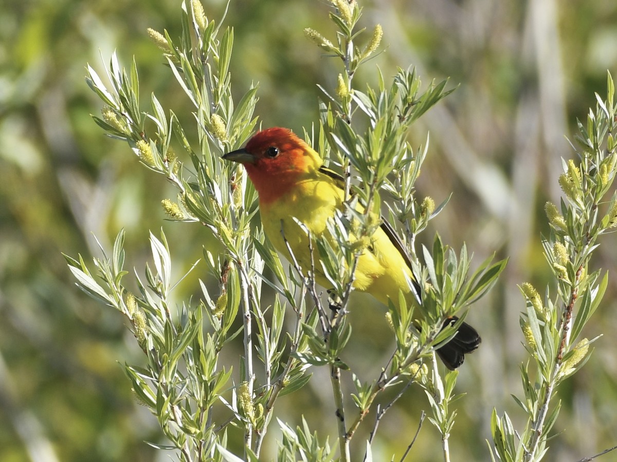 Western Tanager - ML619504616
