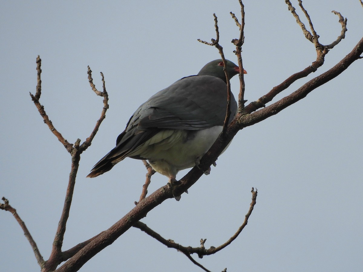 New Zealand Pigeon - ML619504642