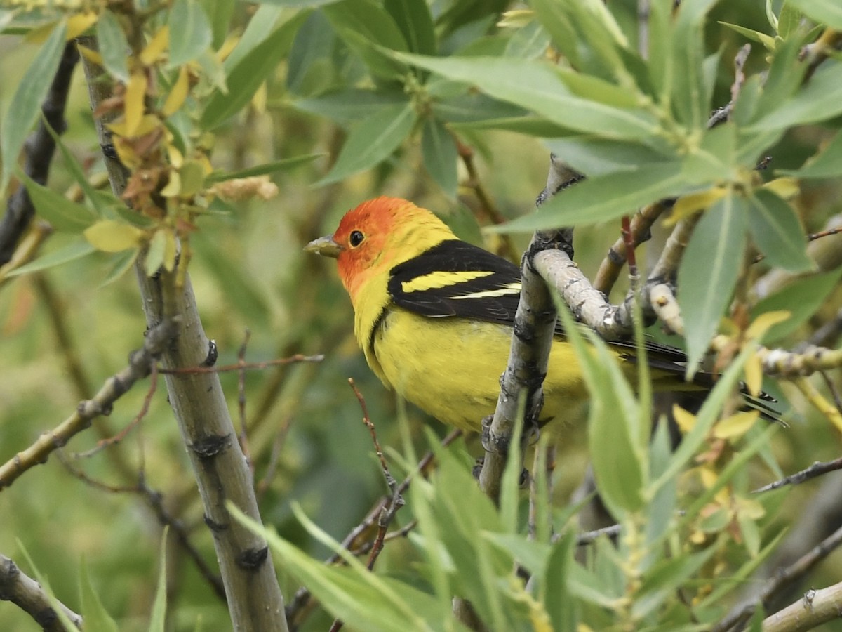 Western Tanager - ML619504646