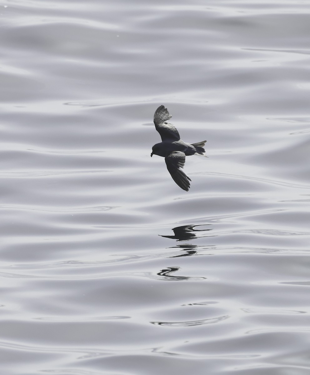 Fork-tailed Storm-Petrel - ML619504656