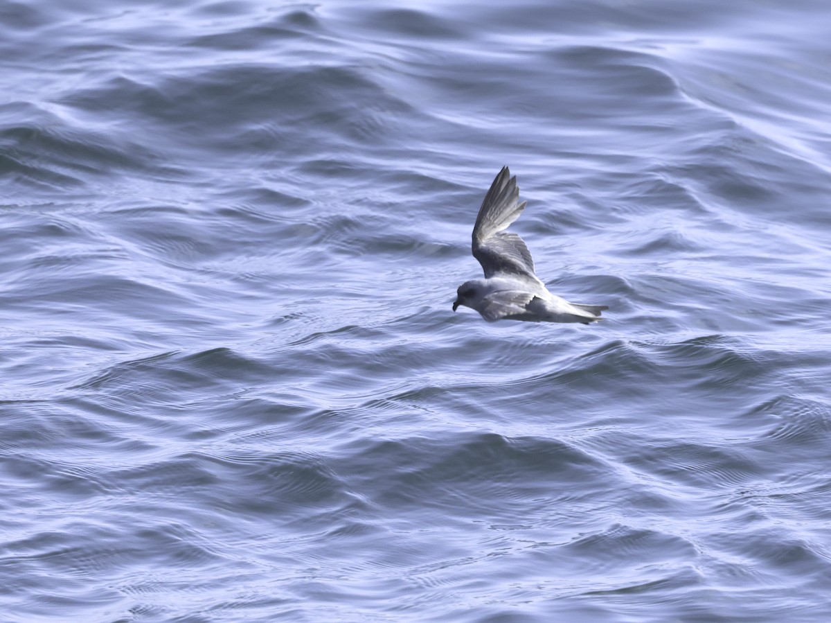 Fork-tailed Storm-Petrel - ML619504657