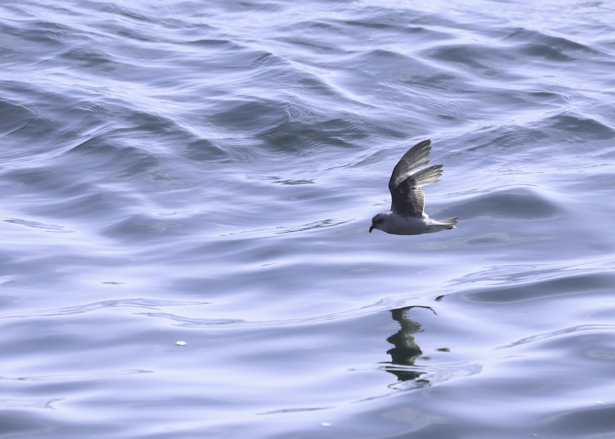 Fork-tailed Storm-Petrel - ML619504658