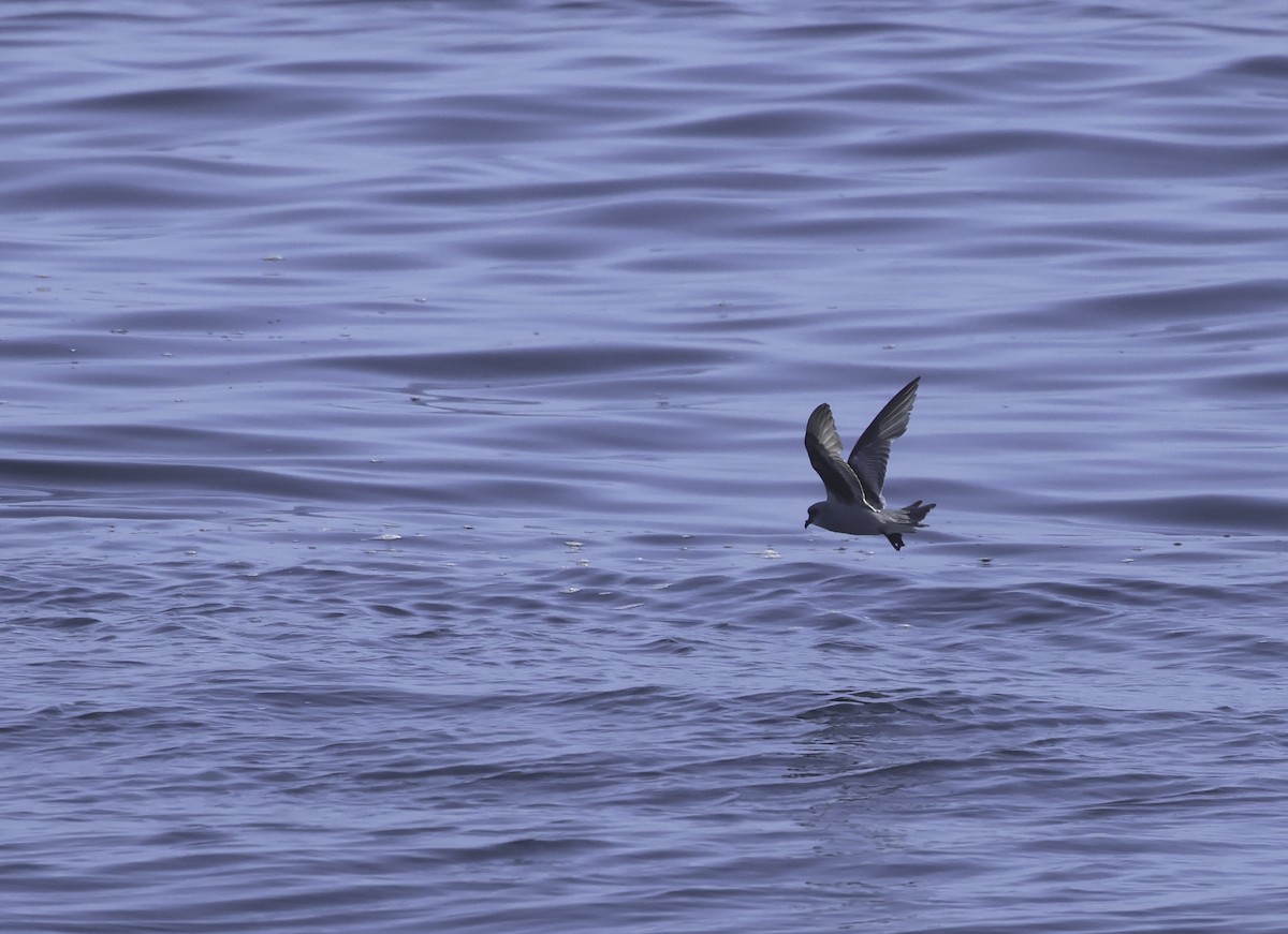 Fork-tailed Storm-Petrel - ML619504666