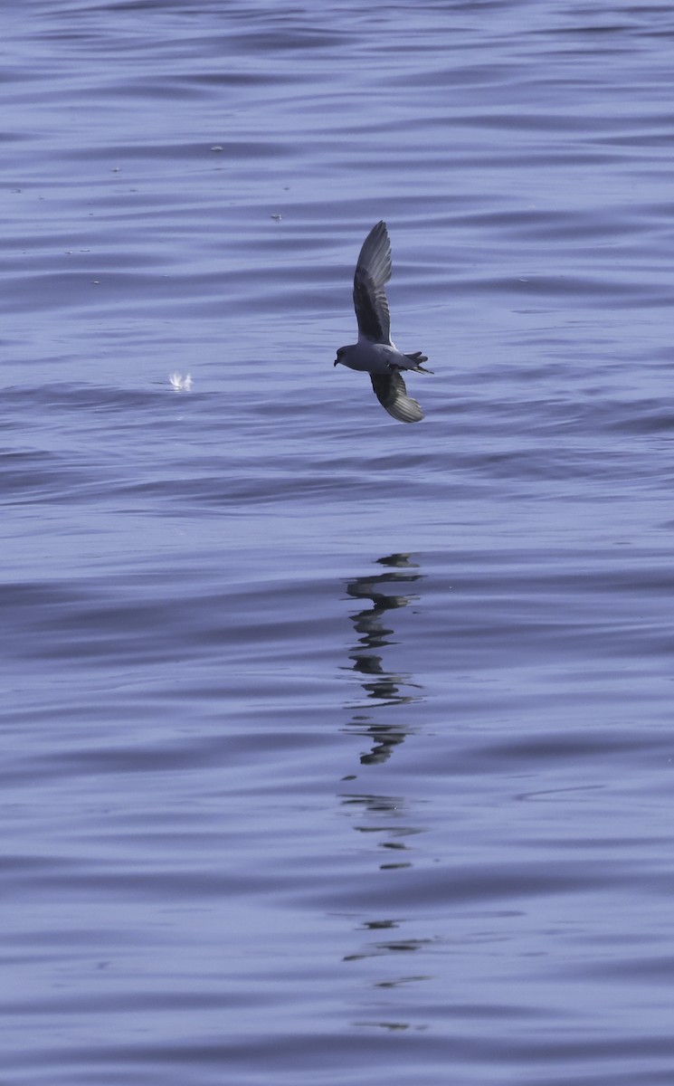 Fork-tailed Storm-Petrel - ML619504667
