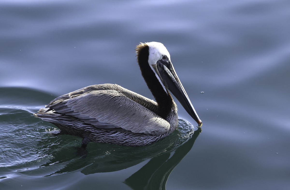 pelikán hnědý (ssp. californicus) - ML619504688