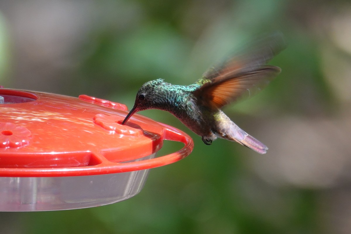 kolibřík mexický - ML619504697