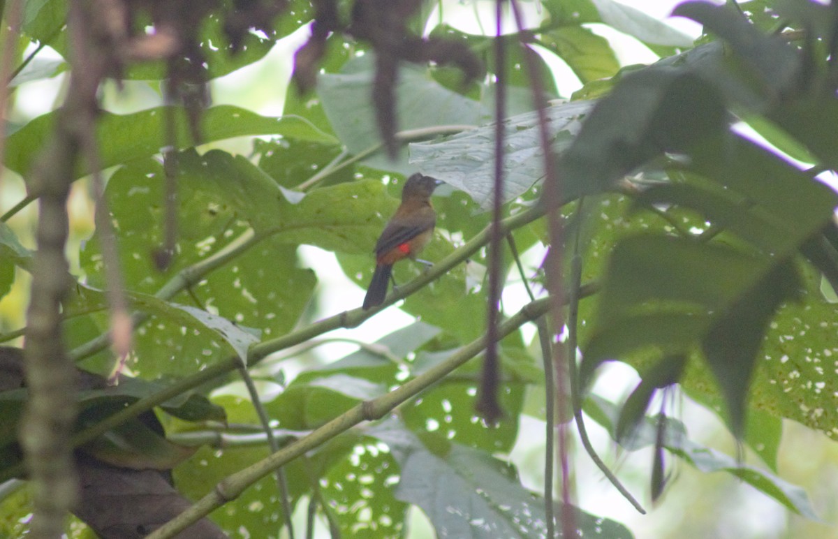 Scarlet-rumped Tanager - ML619504707