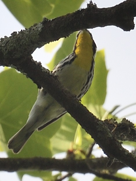 Yellow-throated Warbler - ML619504726