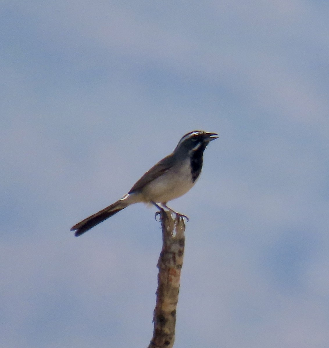 Black-throated Sparrow - ML619504751
