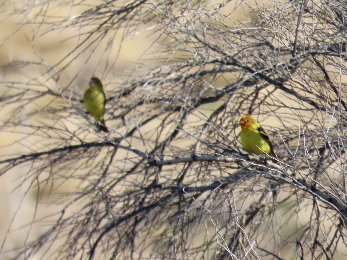 Western Tanager - ML619504781
