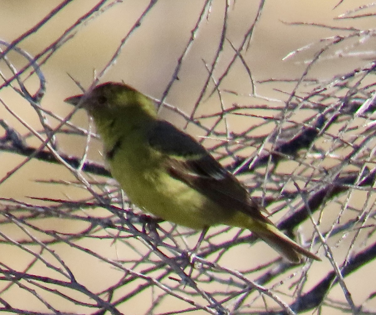 Western Tanager - ML619504782