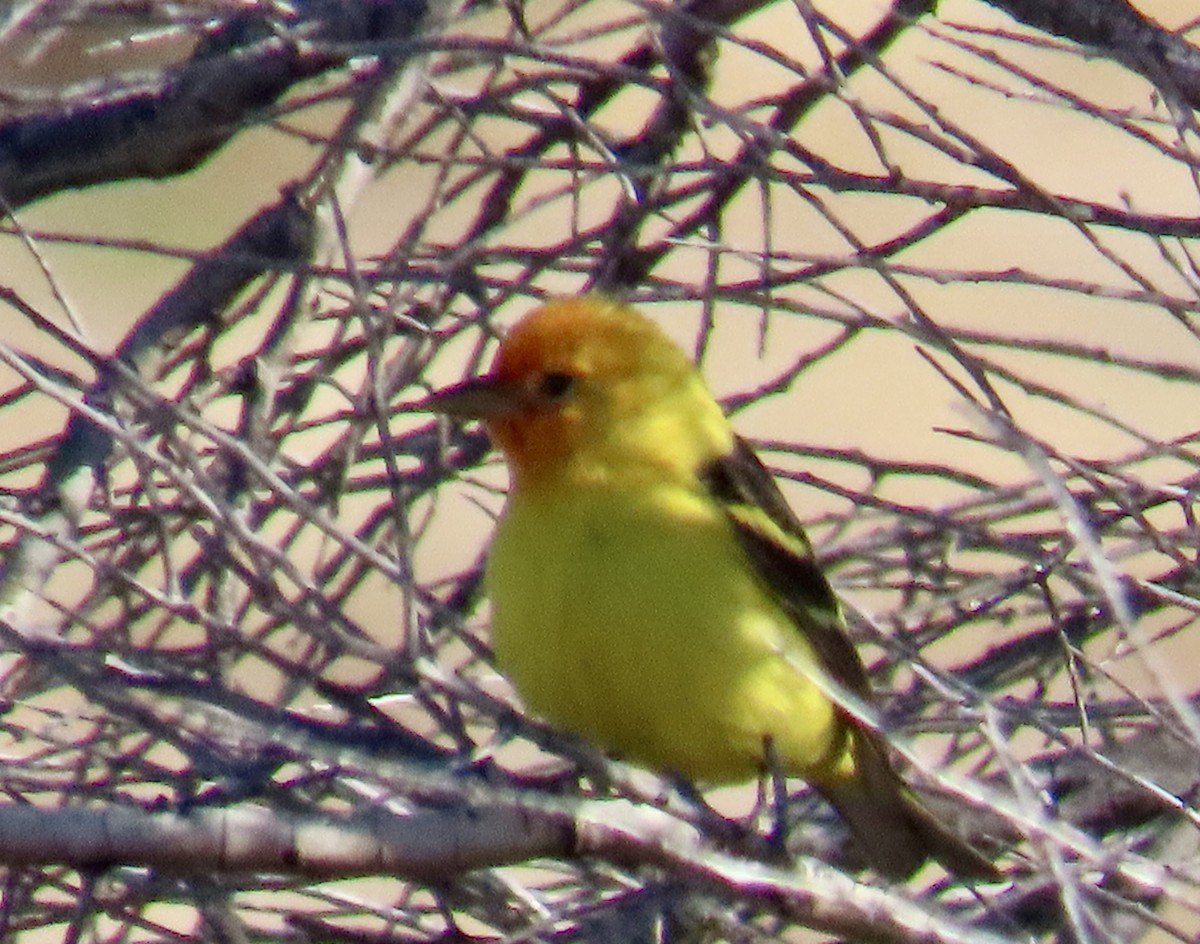 Western Tanager - ML619504784