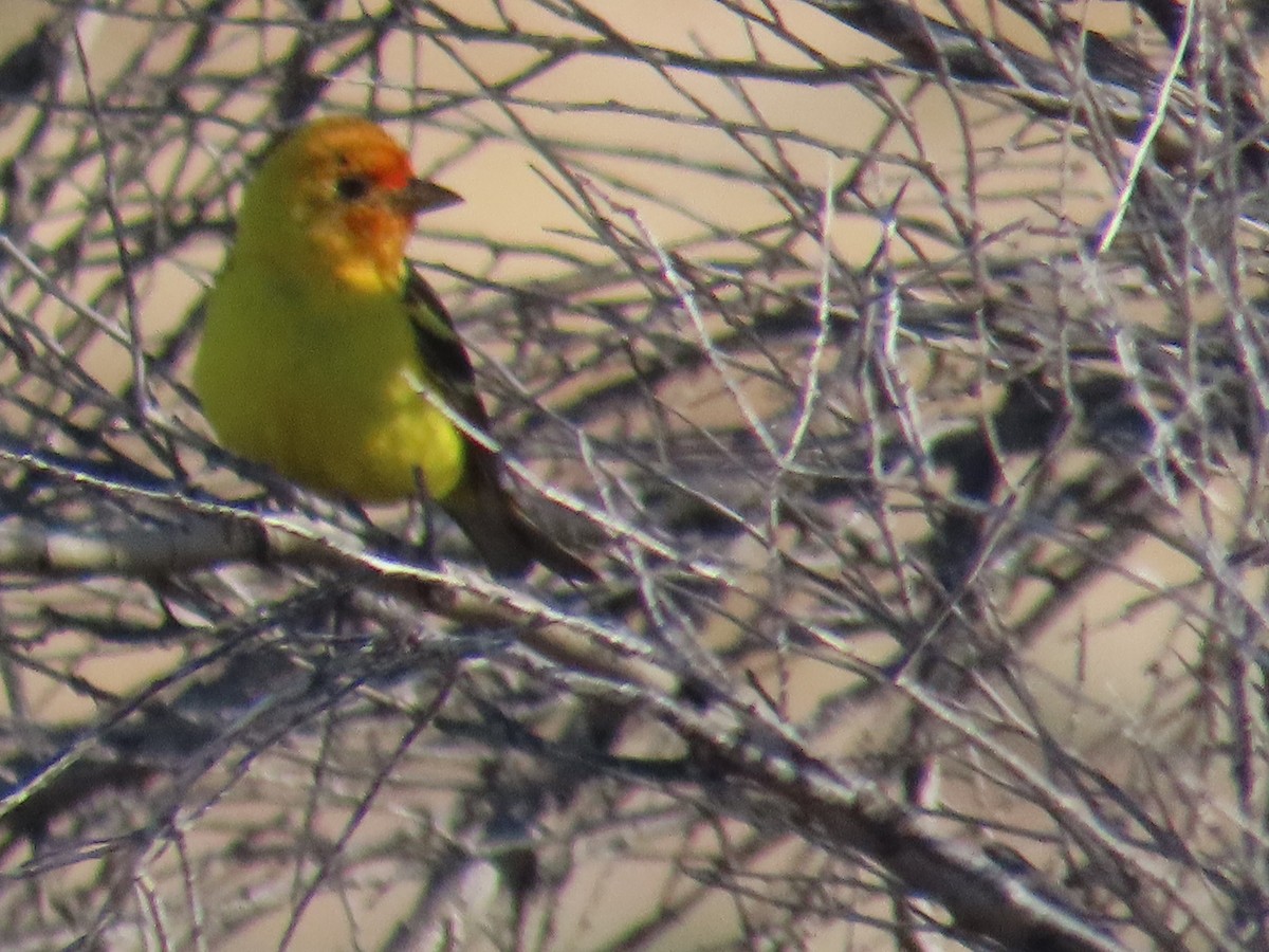 Western Tanager - ML619504785