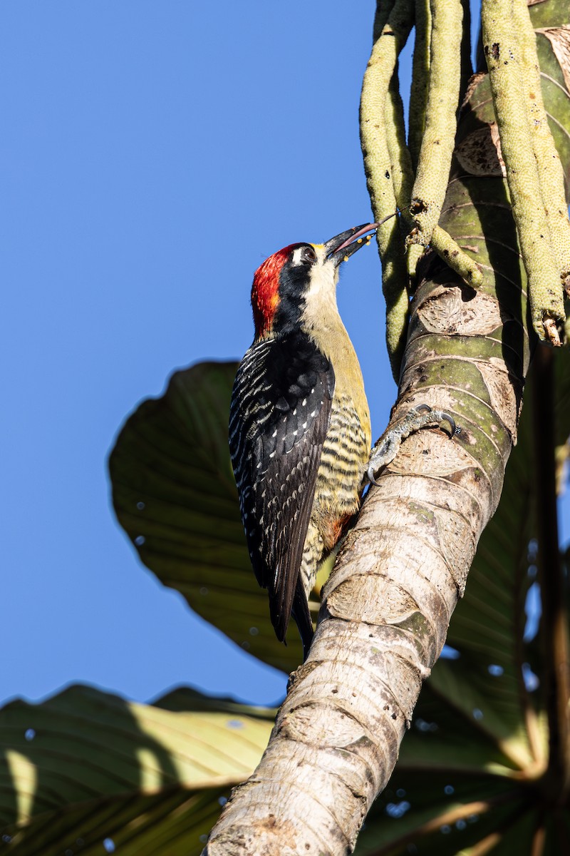 Black-cheeked Woodpecker - ML619504821