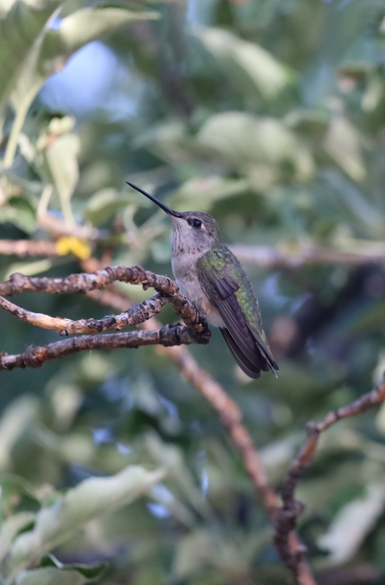 Black-chinned Hummingbird - ML619504824