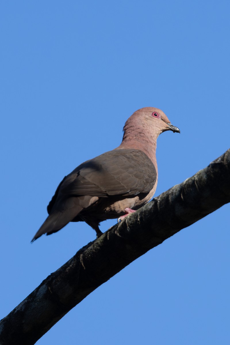 Pigeon à bec noir - ML619504860