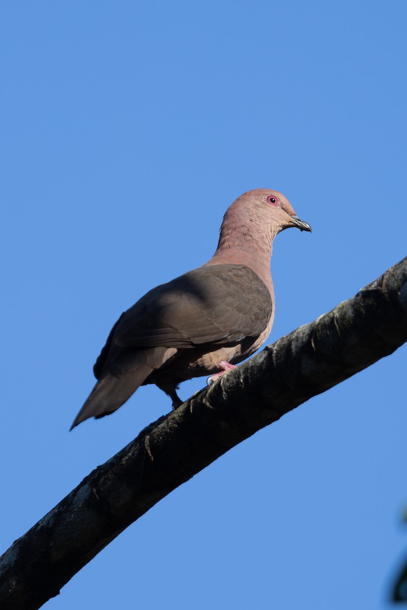 Short-billed Pigeon - ML619504861