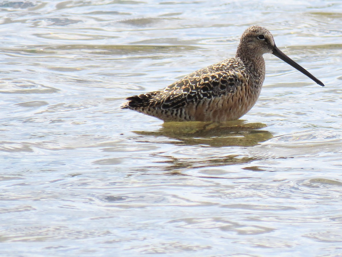 Long-billed Dowitcher - ML619504873