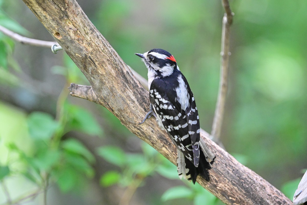 Downy Woodpecker - ML619504972