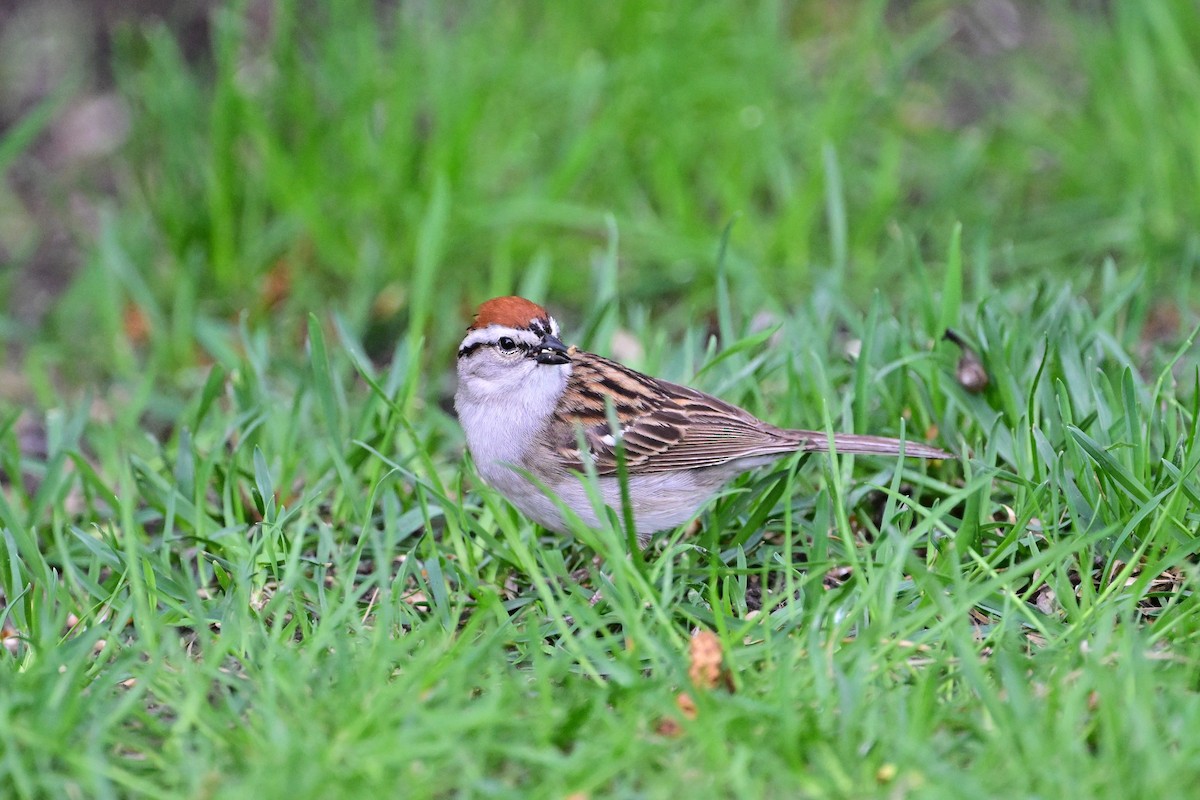 Chipping Sparrow - ML619504980