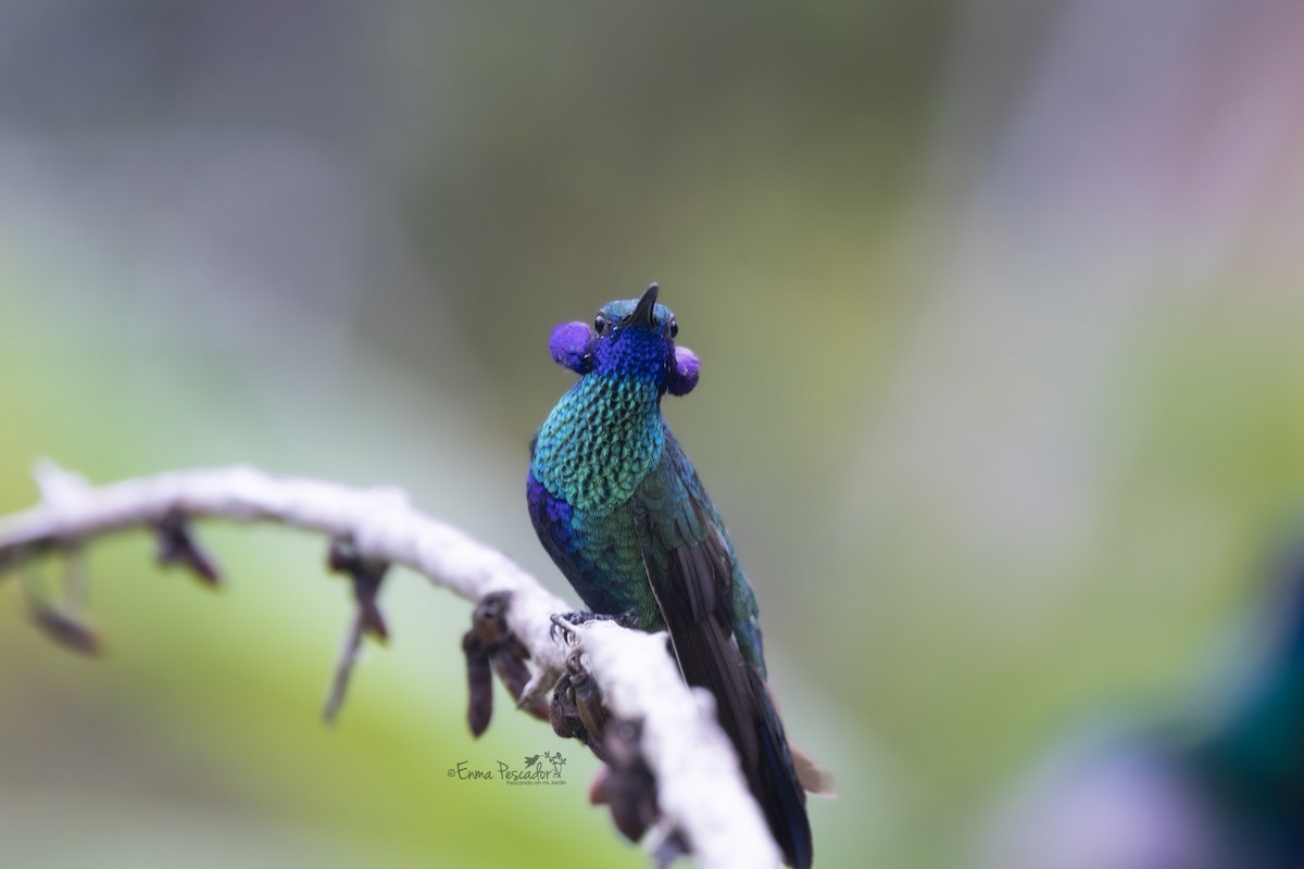 kolibřík modrolící - ML619504981
