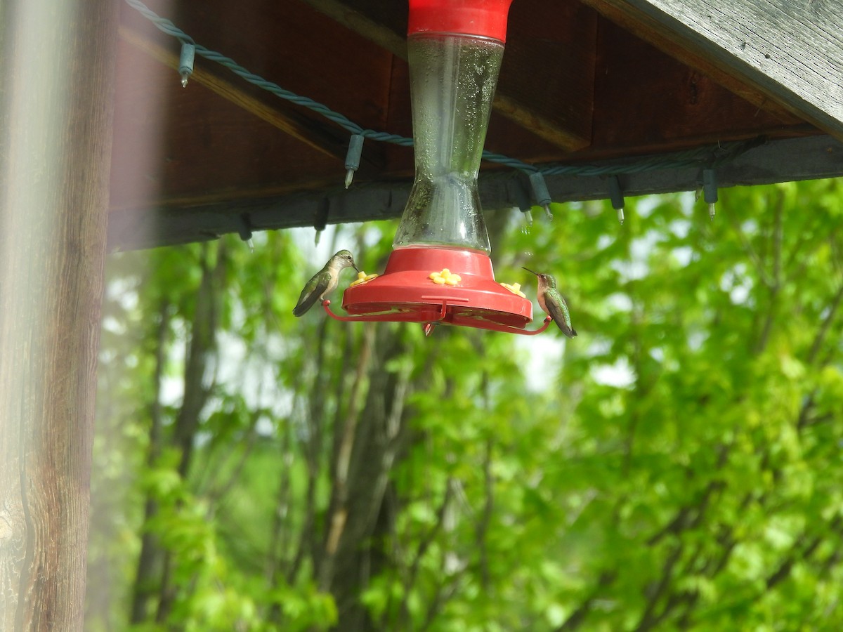 Black-chinned Hummingbird - ML619504993