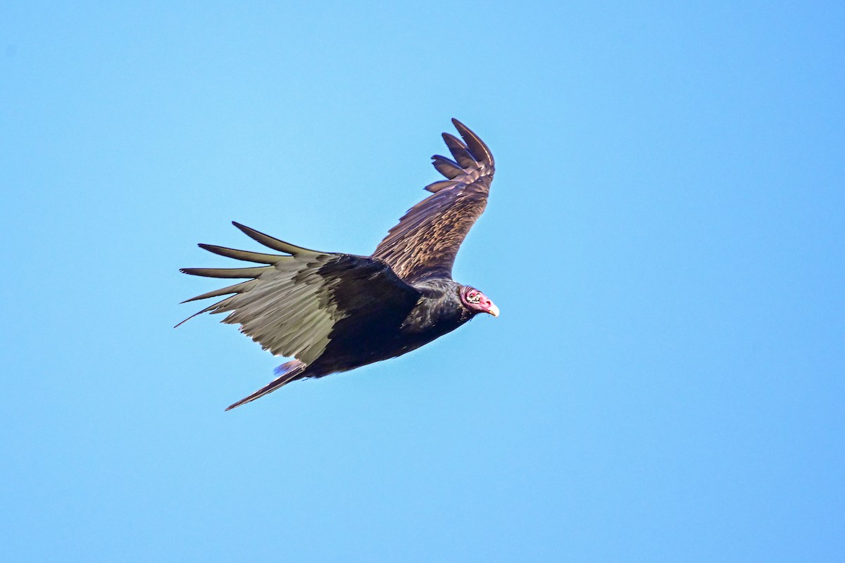 Turkey Vulture - ML619505074