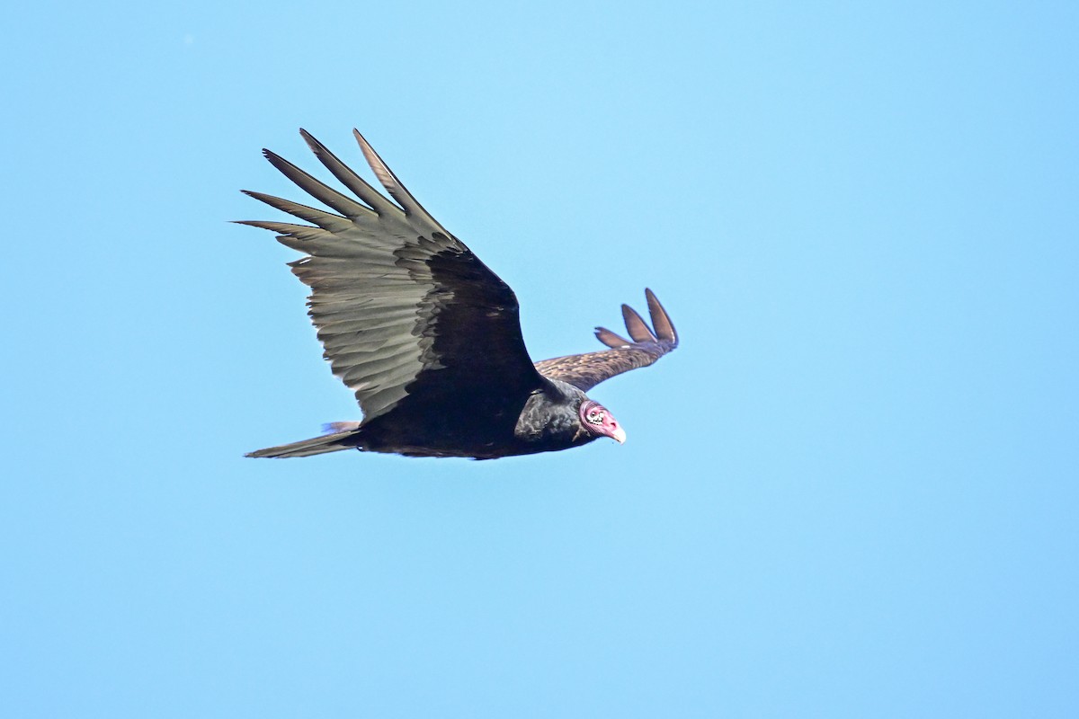 Turkey Vulture - ML619505092