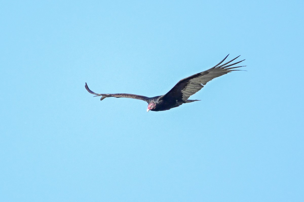 Turkey Vulture - ML619505093