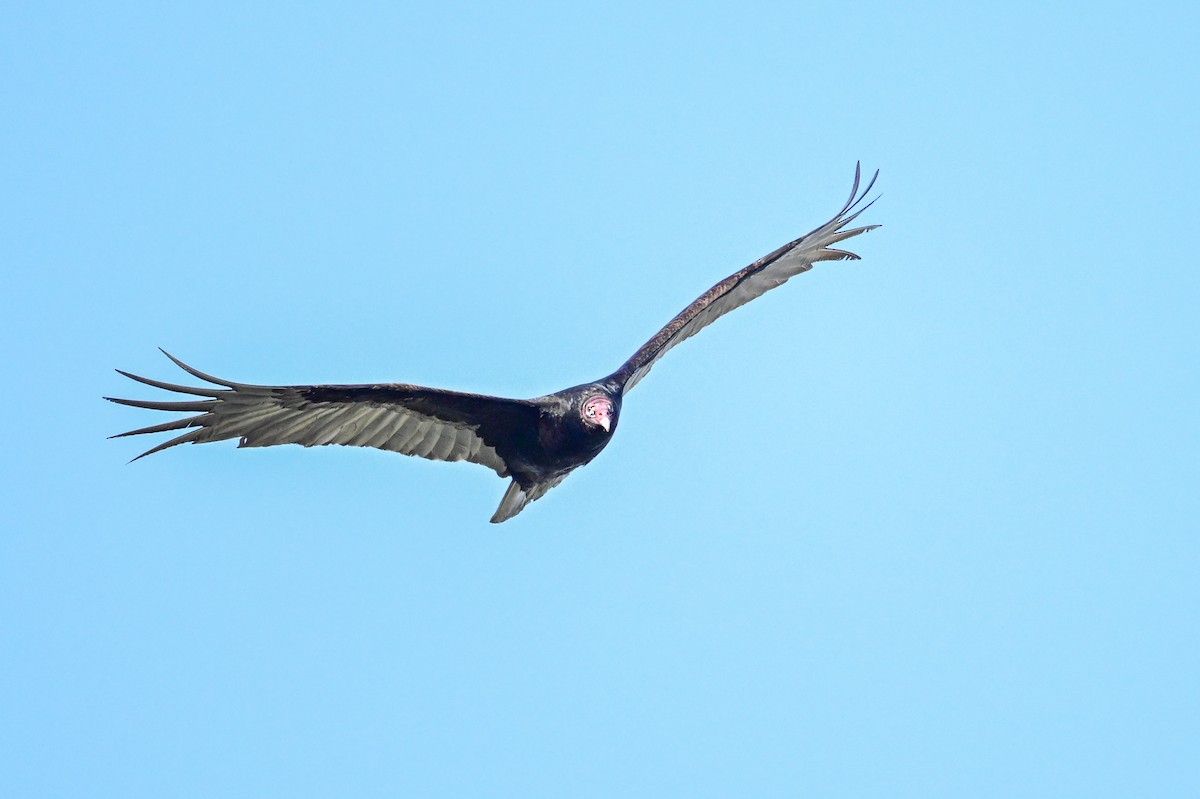 Turkey Vulture - ML619505094