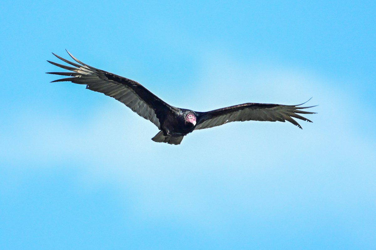 Turkey Vulture - ML619505097