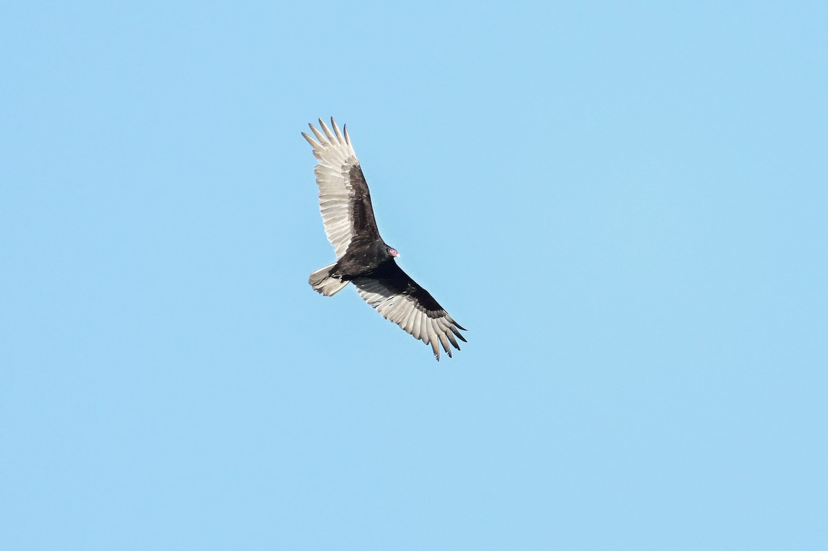 Turkey Vulture - ML619505098