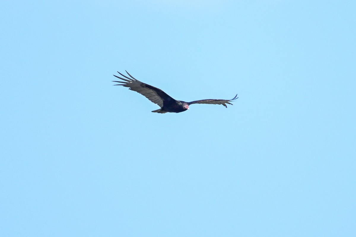 Turkey Vulture - ML619505099